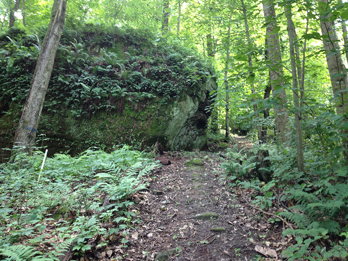 A large fern covered boulder can be seen along a hiking trail at the Woodbury Cabin Rental